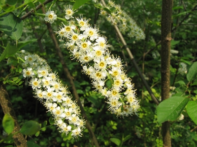 Waldschönheit