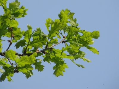 Blätter des Eichenbaums