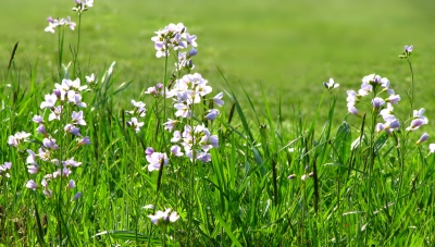 Wiesenblumen_1