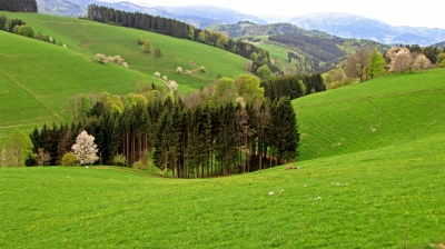 Zartes Frühlingserwachen im Südschwarzwald