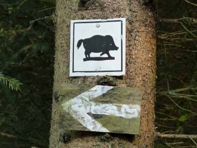 Wildschwein - diese Richtung!