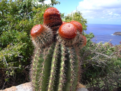 Kaktus in voller Pracht