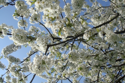 Kirschblüte 03
