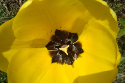 Tulpe 01