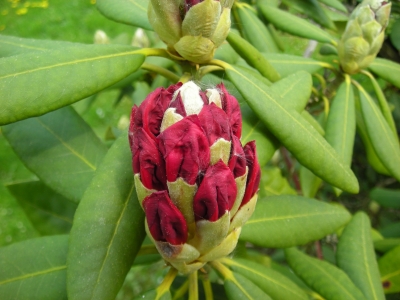 Rhododendron Knospen 3