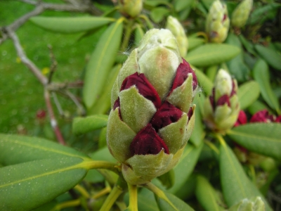 Rhododendron Knospen 2