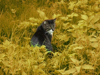 Katze im Gras (Sepia)