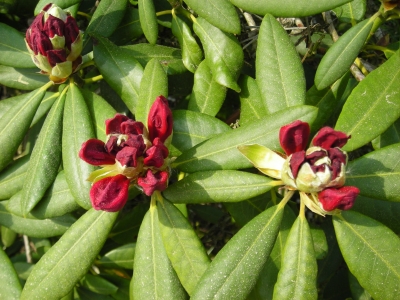 Rhododendron Knospen 1