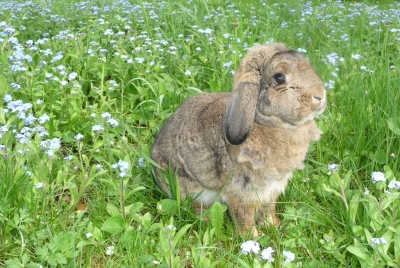 Kaninchen genießt den Frühling