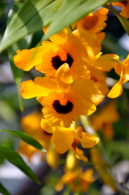 Gelbe Blüten 6