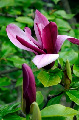 Lila Magnolien 1