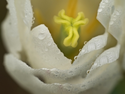 tauperlen-klöppelspitze an weißen tulpenblättern