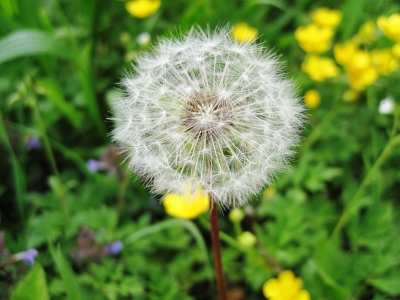 Pusteblume