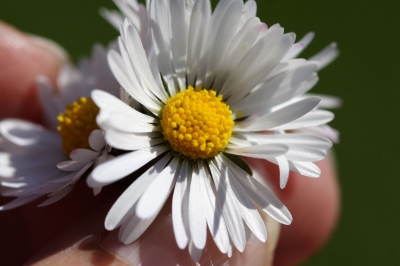 Gänseblümchen