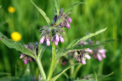 Wiesenblume