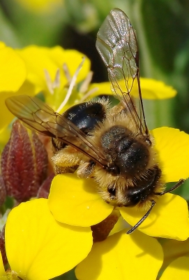 Biene bei der Arbeit