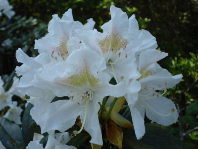 Weisser Rhododendron