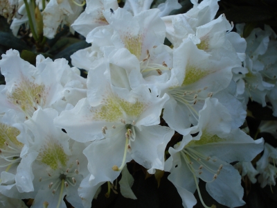 Edle Rhododendronblüten
