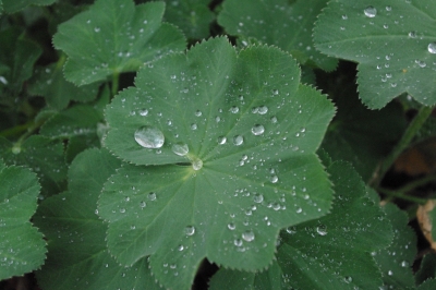 nach dem Regen