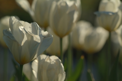(nicht) weiße Tulpe ooc