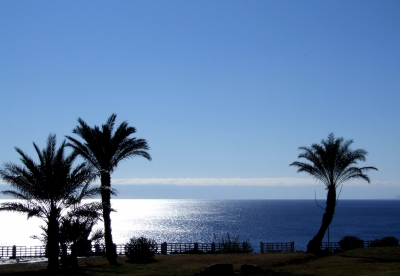 Palmen Sonne und Meer