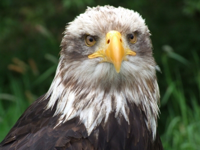 Schreiseeadler 2te