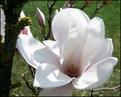 Magnolienblüte