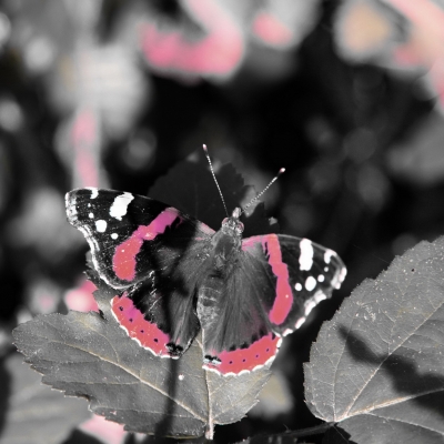 Schmetterling