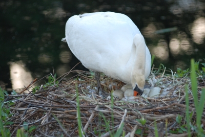 Schwan beim Eierwenden