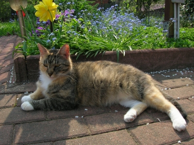 Katze beim Sonnenbad