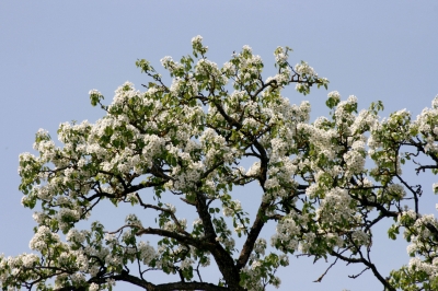 Frühlingsbaum 19