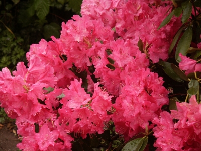 Rhododendron im Regen1