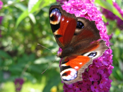 Flieder mit Schmetterling