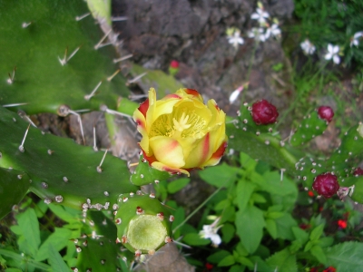 Opuntia Blüte