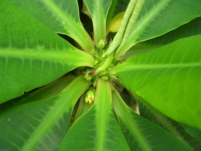 Euphorbia 1
