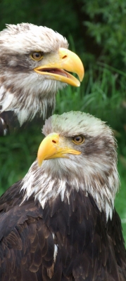 Schreiseeadler-Duo