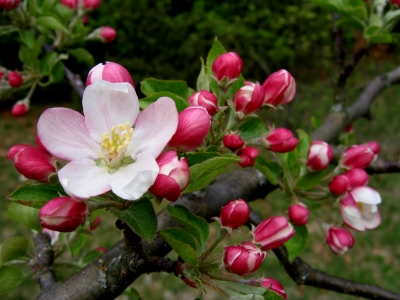 Apfelblüten