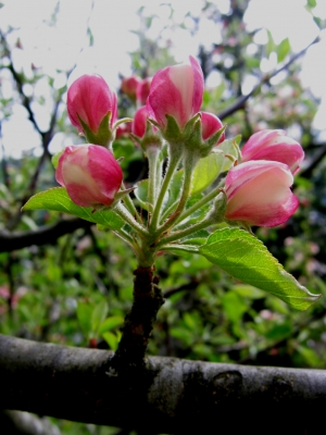 Apfelblüten 1