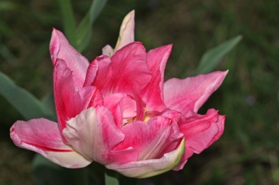 Tulpe