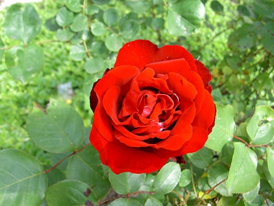 Rote Rose