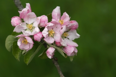 Apfelblüte