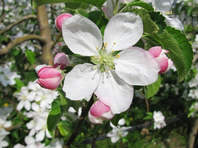 Südtirol: Apfelblüte 02