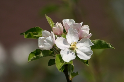 Apfelblüten 2