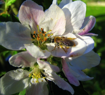 Biene bestäubt Apfelblüten