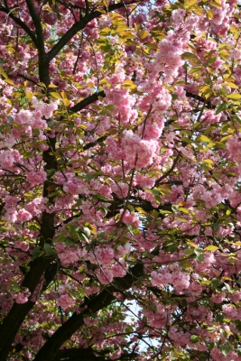 Kirschblütenpracht