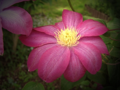 Clematis