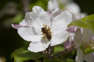 Apfelblüte mit Biene