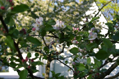 Apfelblüte in Windebrak
