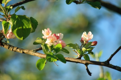 Blühender Baum