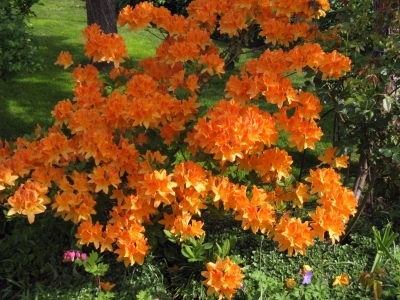 Azalee in Orange